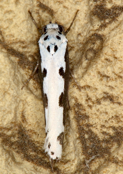 Elachistidae 2 - Ethmia bipunctella